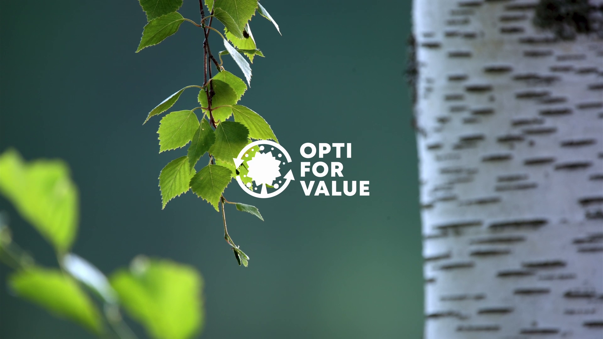 Close-up of green leaves and a birch tree trunk with the OptiForValue logo, representing sustainable forest management and value chain innovation.