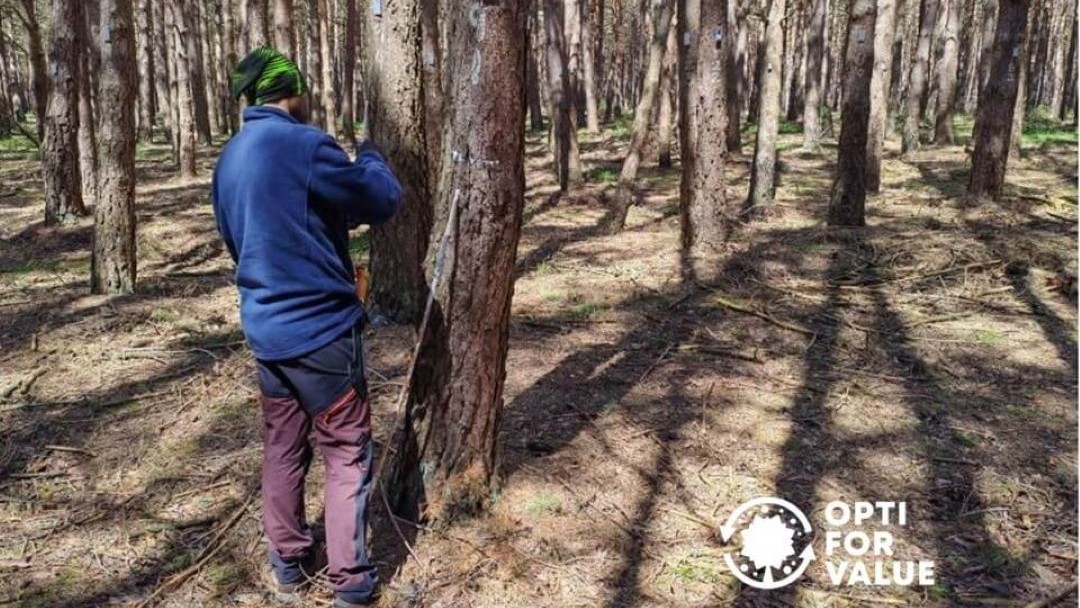 CSIC researcher in the forest working on a tree
