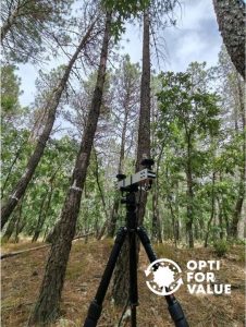 OptiForValue field work in the forest in Lubia Spain