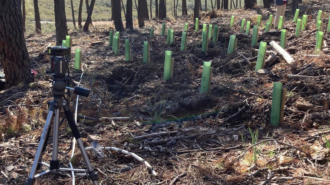 Oak seedlings